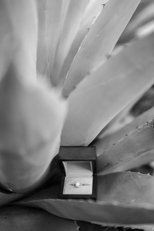 Diamond engagement ring in box displayed on top of soft succulent plant petals in black and white.