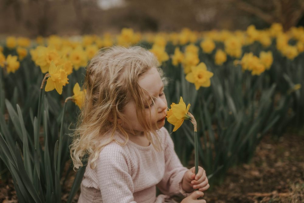 Young girl with curly blonde hair smelling a yellow daffodil in a blooming spring flower field.