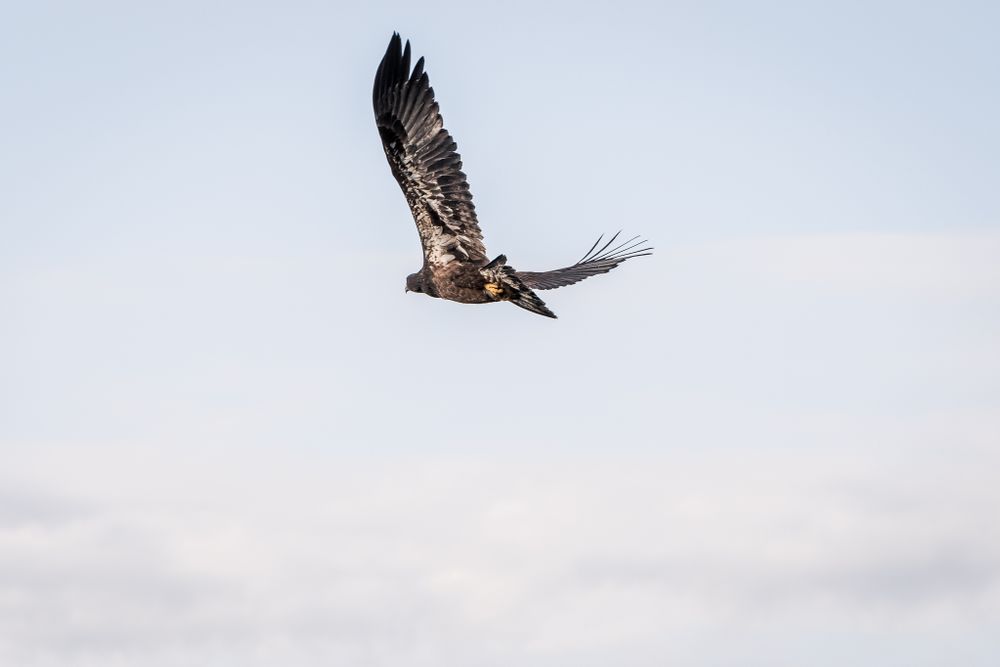 juvenile Bald Eagle