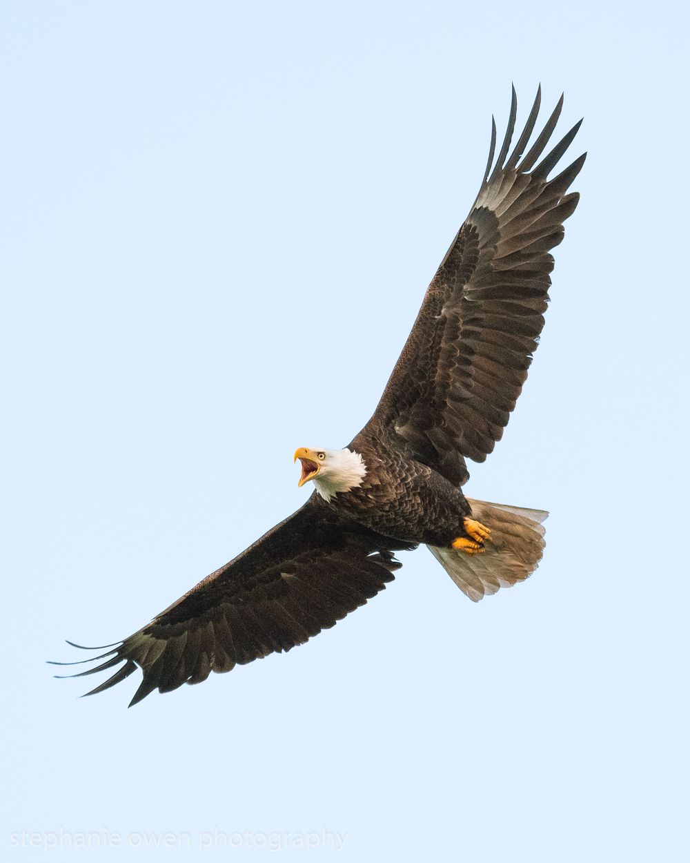 bald eagle