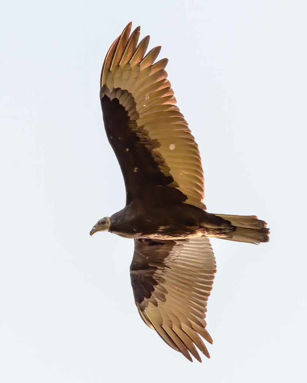 juvenile turkey vulture