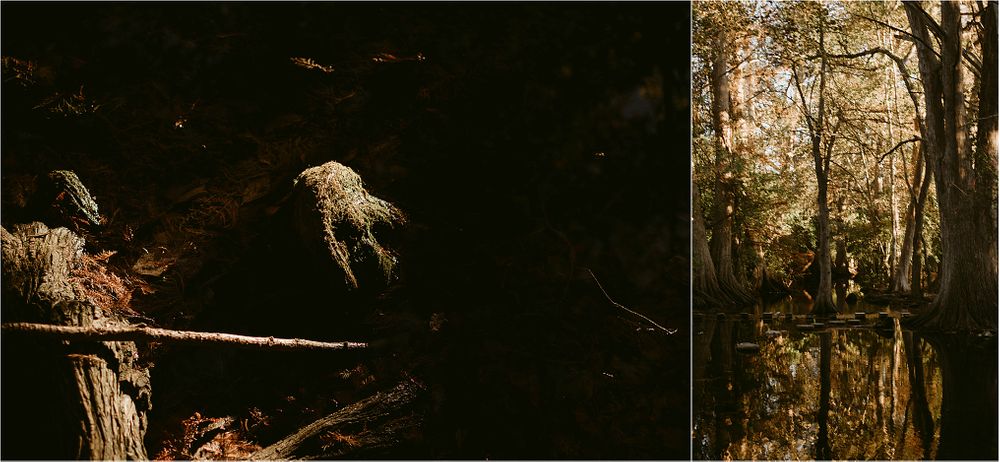 Artistic forest photography combining dark shadows and natural woodland elements.