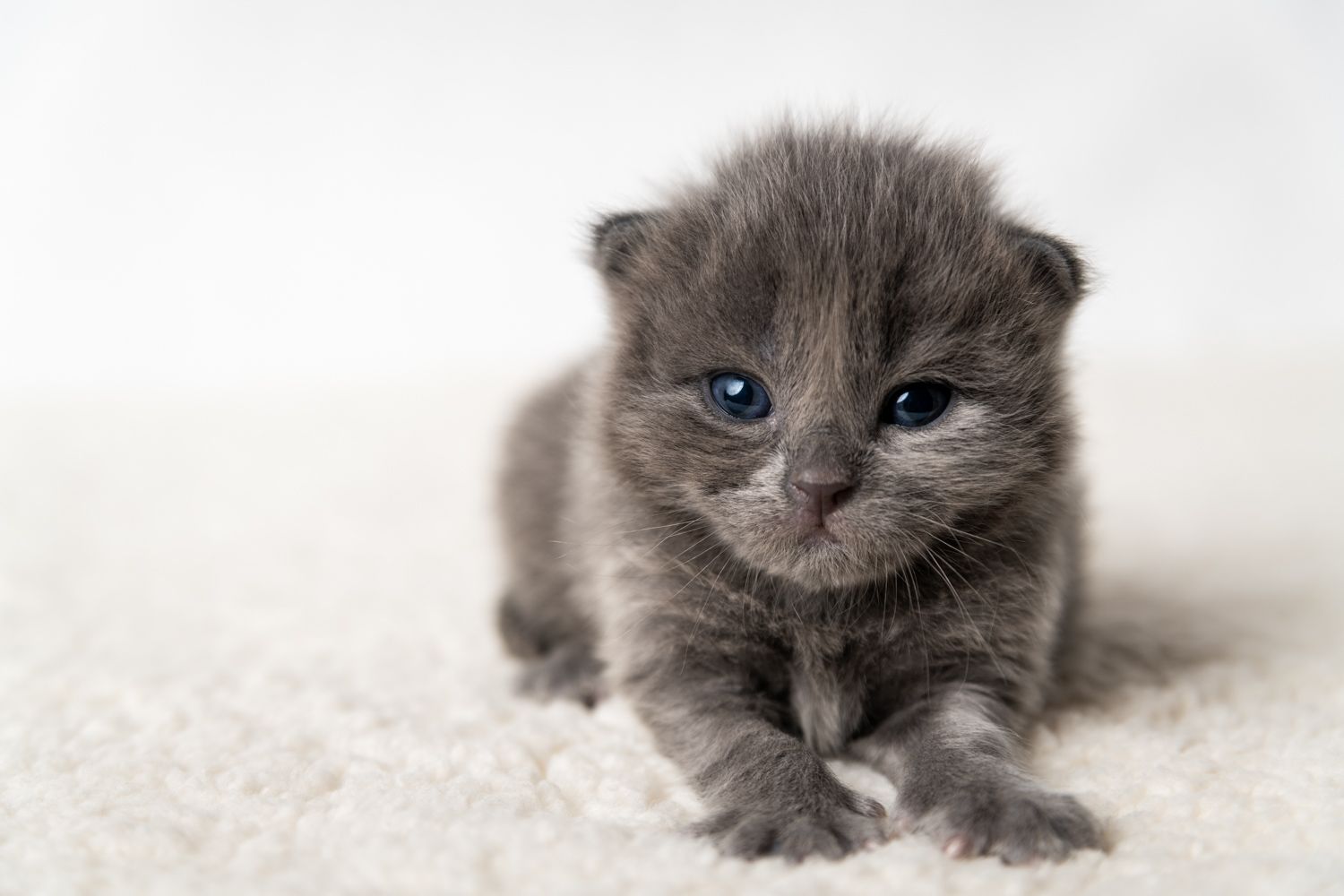 Gray kitten with blue eyes