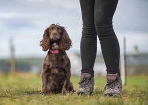 Dog Agility - Dog, pet & family photographer in Dinas Mawddwy. Dolgellau, Machynlleth, Powys, Shropshire, Gwynedd