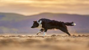 Aberdyfi Beach Dog, pet & family photographer in Dinas Mawddwy. Dolgellau, Machynlleth, Powys, Shropshire, Gwynedd