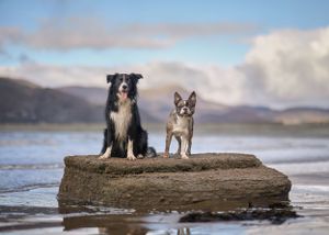 Barmouth Beach Dog, pet & family photographer in Dinas Mawddwy. Dolgellau, Machynlleth, Powys, Shropshire, Gwynedd