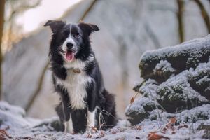 Pet photos - Dog, pet & family photographer in Dinas Mawddwy. Dolgellau, Machynlleth, Powys, Shropshire, Gwynedd