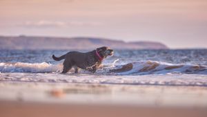 Dyffryn Beach - Dog, pet & family photographer in Dinas Mawddwy. Dolgellau, Machynlleth, Powys, Shropshire, Gwynedd