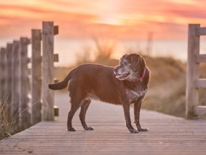Memories Dyffryn - Dog, pet & family photographer in Dinas Mawddwy. Dolgellau, Machynlleth, Powys, Shropshire, Gwynedd
