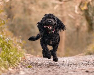 Penglais, Aberystwyth - Dog, pet & family photographer in Dinas Mawddwy. Dolgellau, Machynlleth, Powys, Shropshire