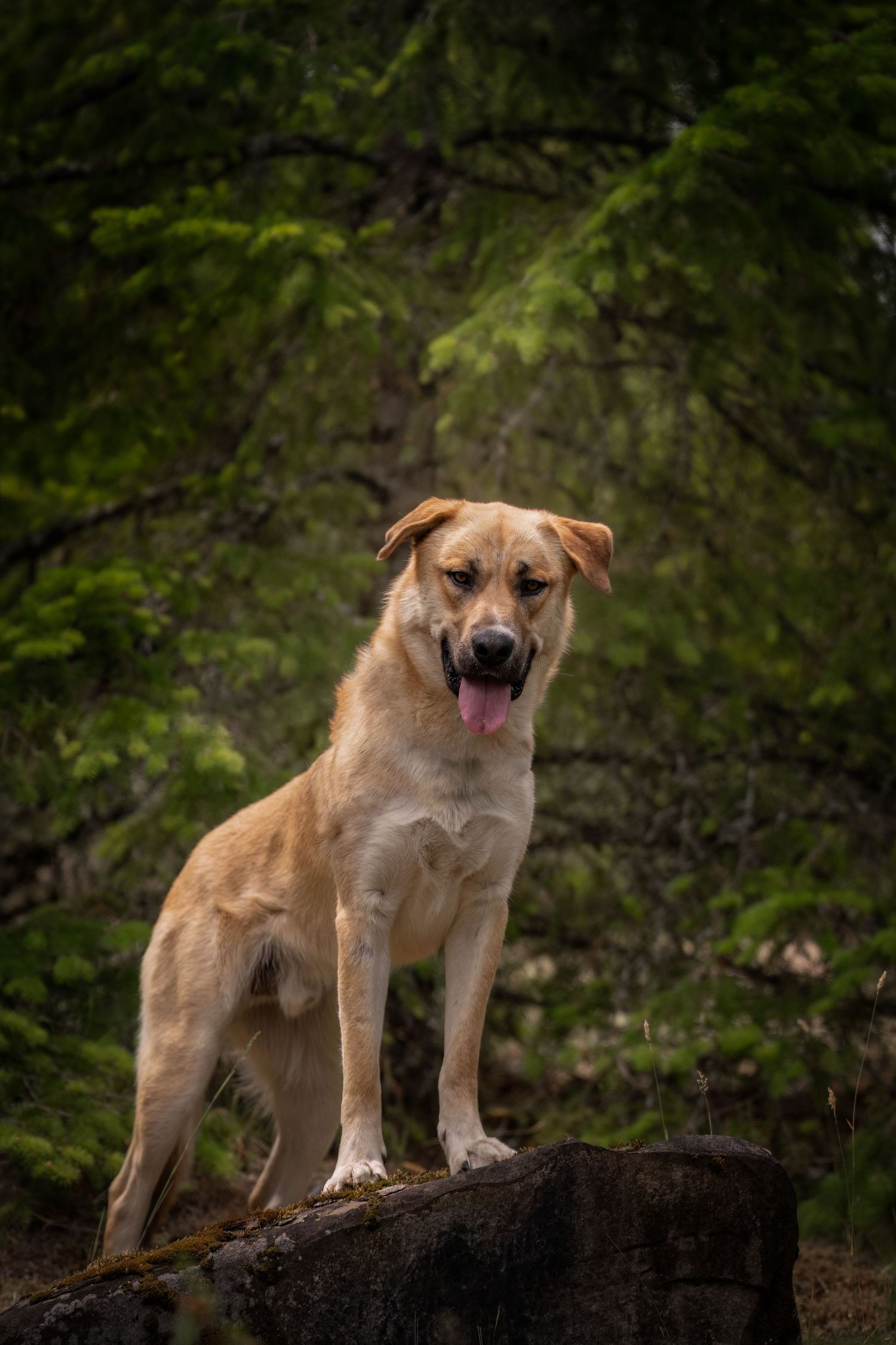Golden dog stands on a rock in a lush green forest with tongue out taken during a adoptable adventure for the BC SPCA