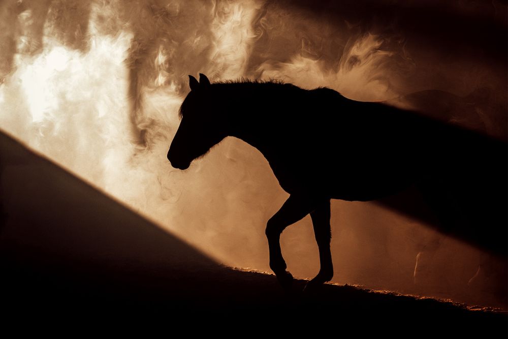 Silhouette of a horse walking against a moody sunset background.