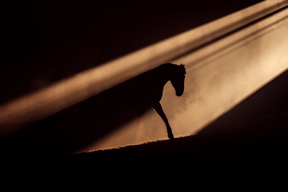Silhouette of a horse's head against a dramatic backlit background.