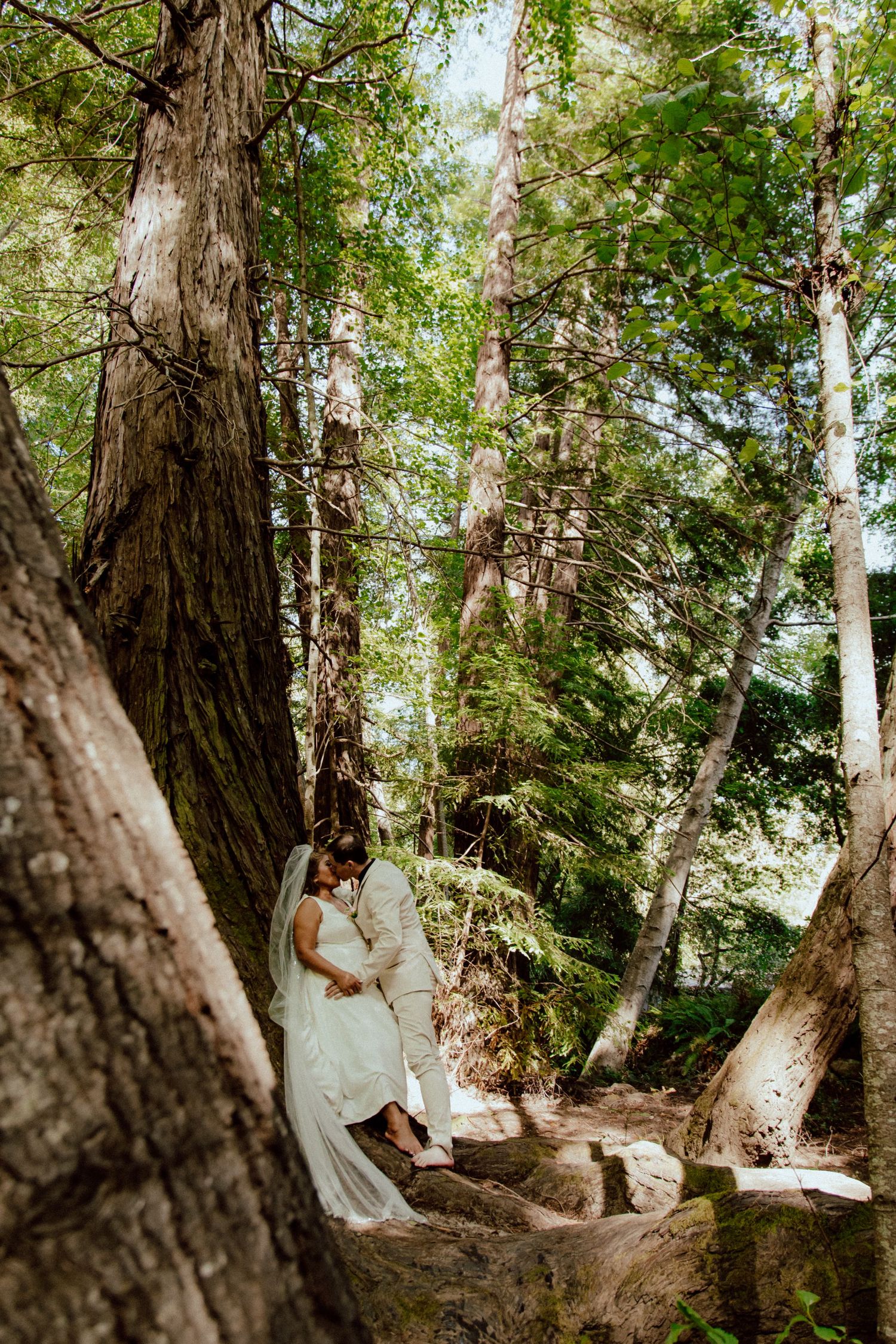 An intimate wedding moment captured between ancient redwood trees in a sunlit forest.