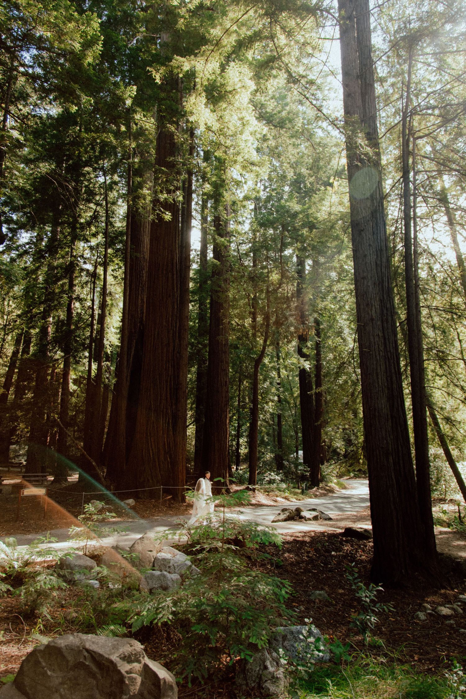 Sunlit forest pathway winding through ancient redwood trees with scattered boulders and greenery.