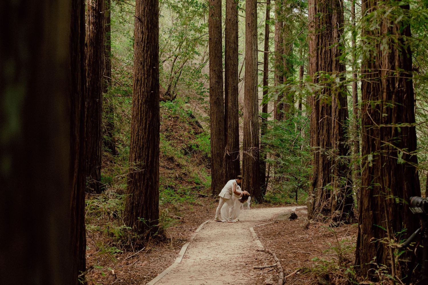 A paved pathway through towering redwoods leading to a gathering of wedding guests.