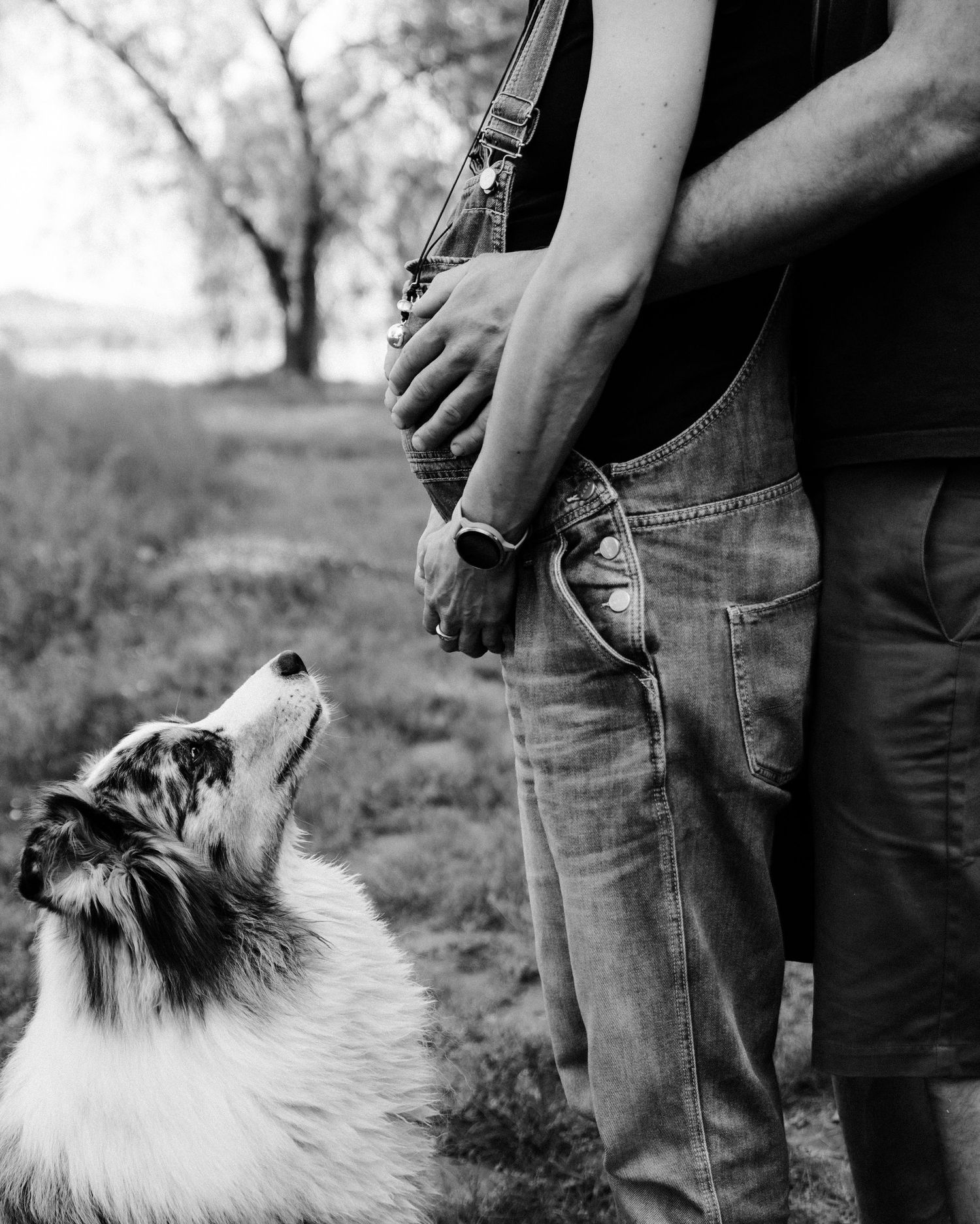 Black and white images of a fluffy dog looking up at its owner.