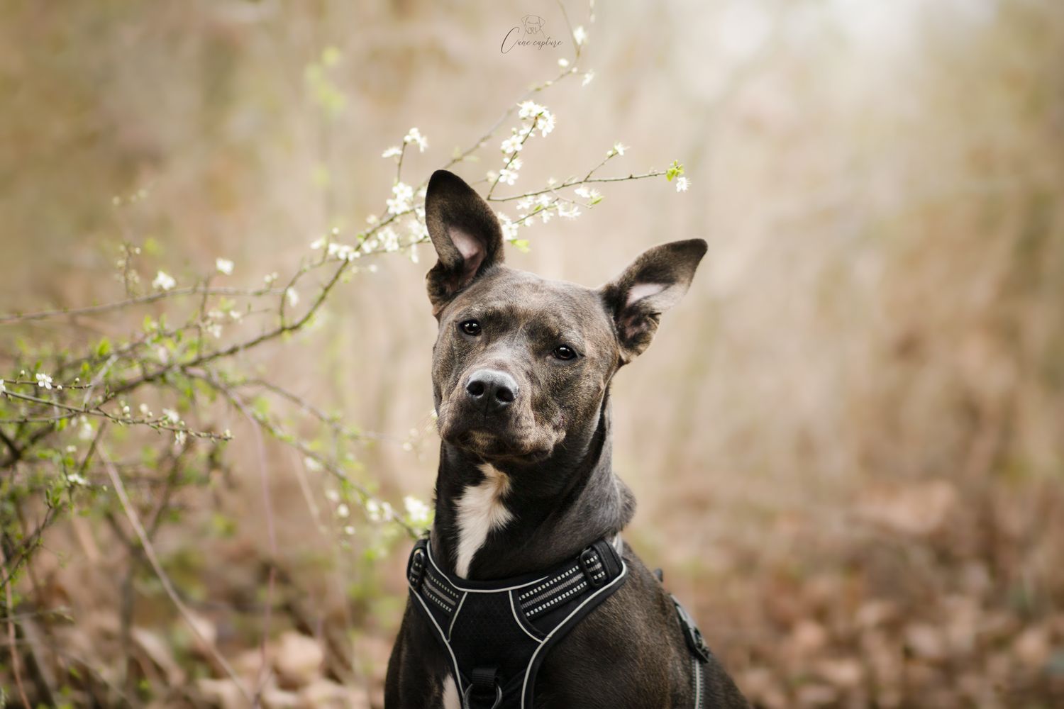 photo-chien-exterieur-tours-saint-malo-chloe-frigo