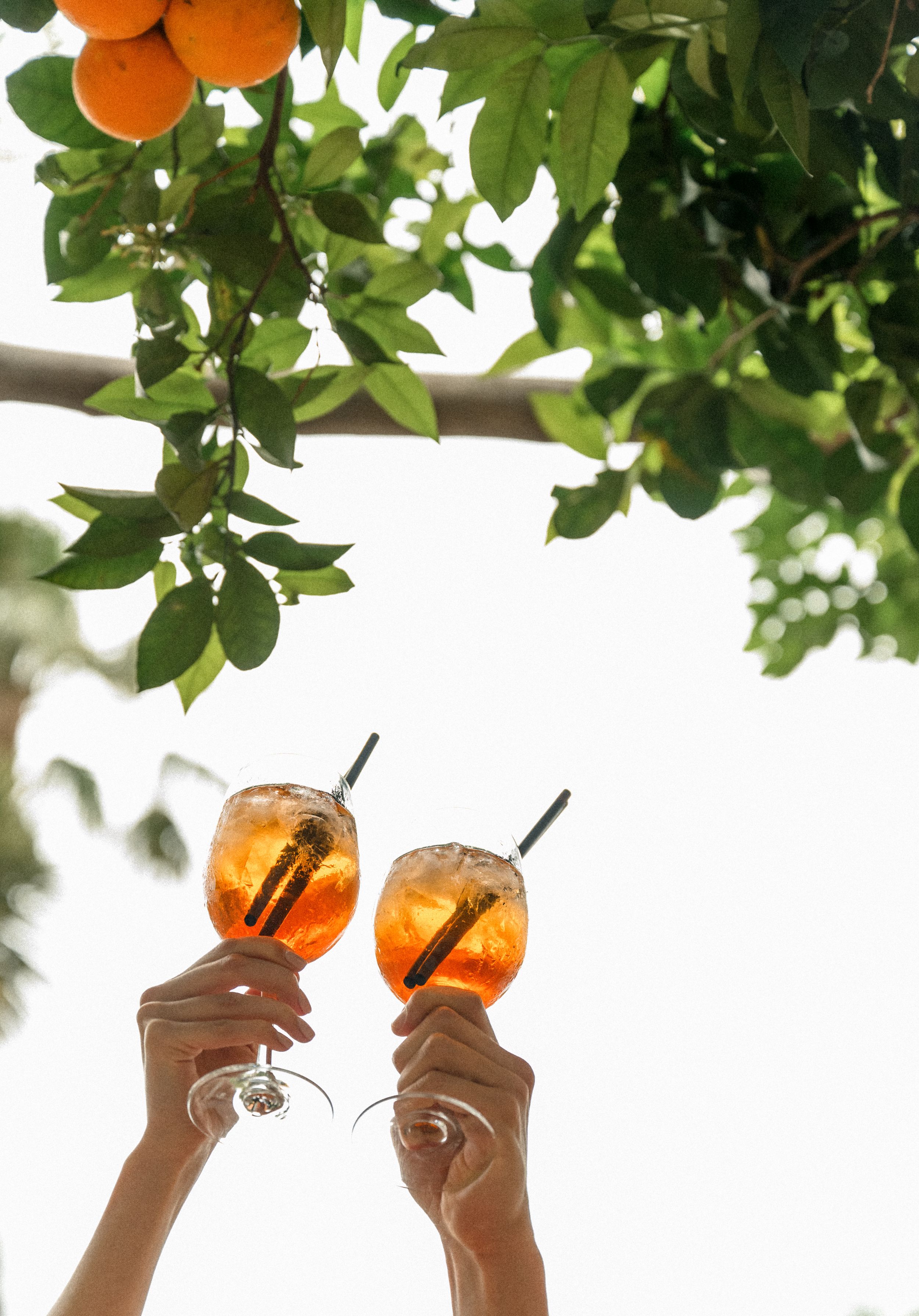 Two hands raise orange cocktails against a backdrop of citrus trees in sunlight.