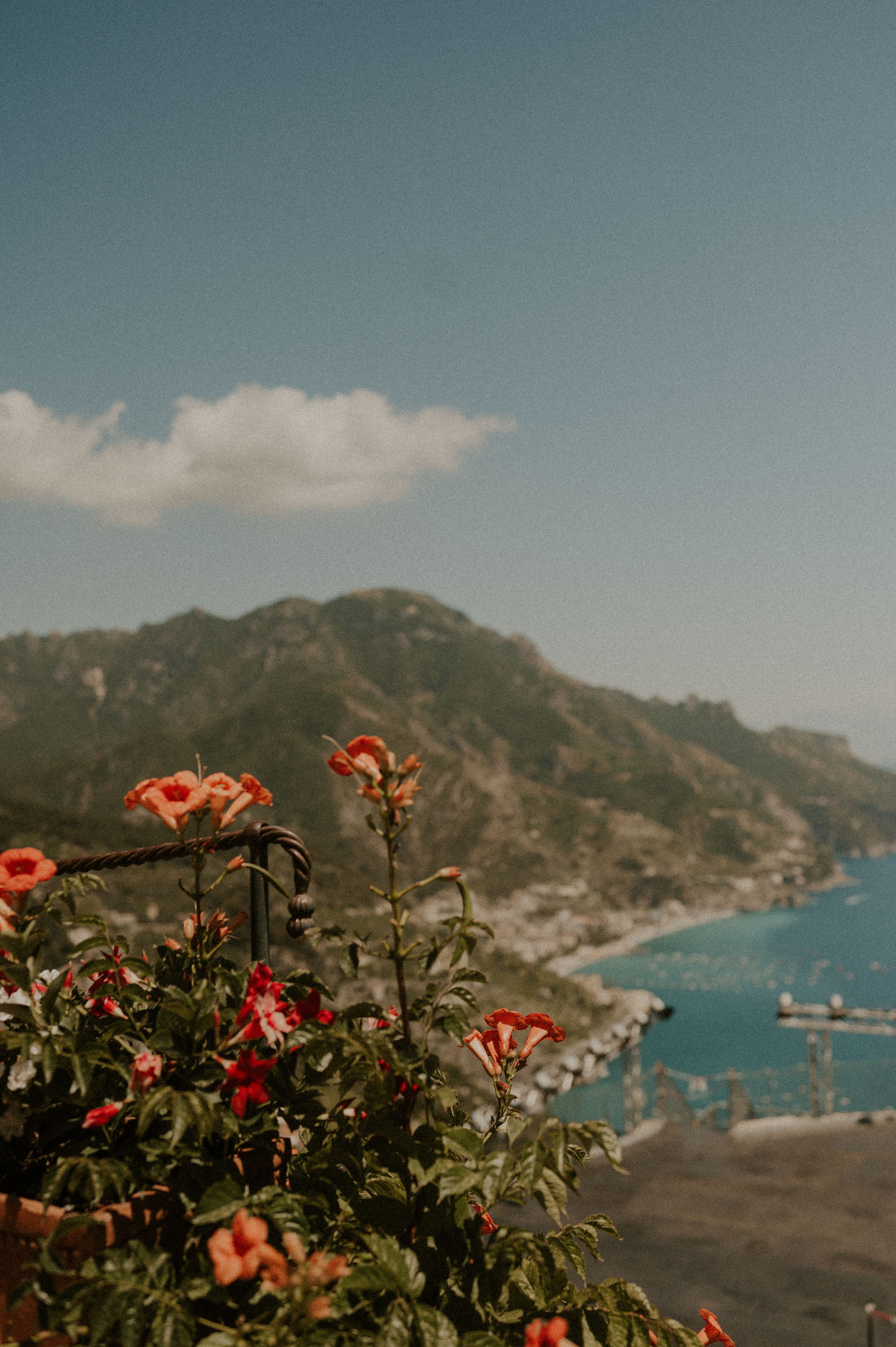 Orange flowers overlooking a dramatic coastal view with mountains and blue waters.