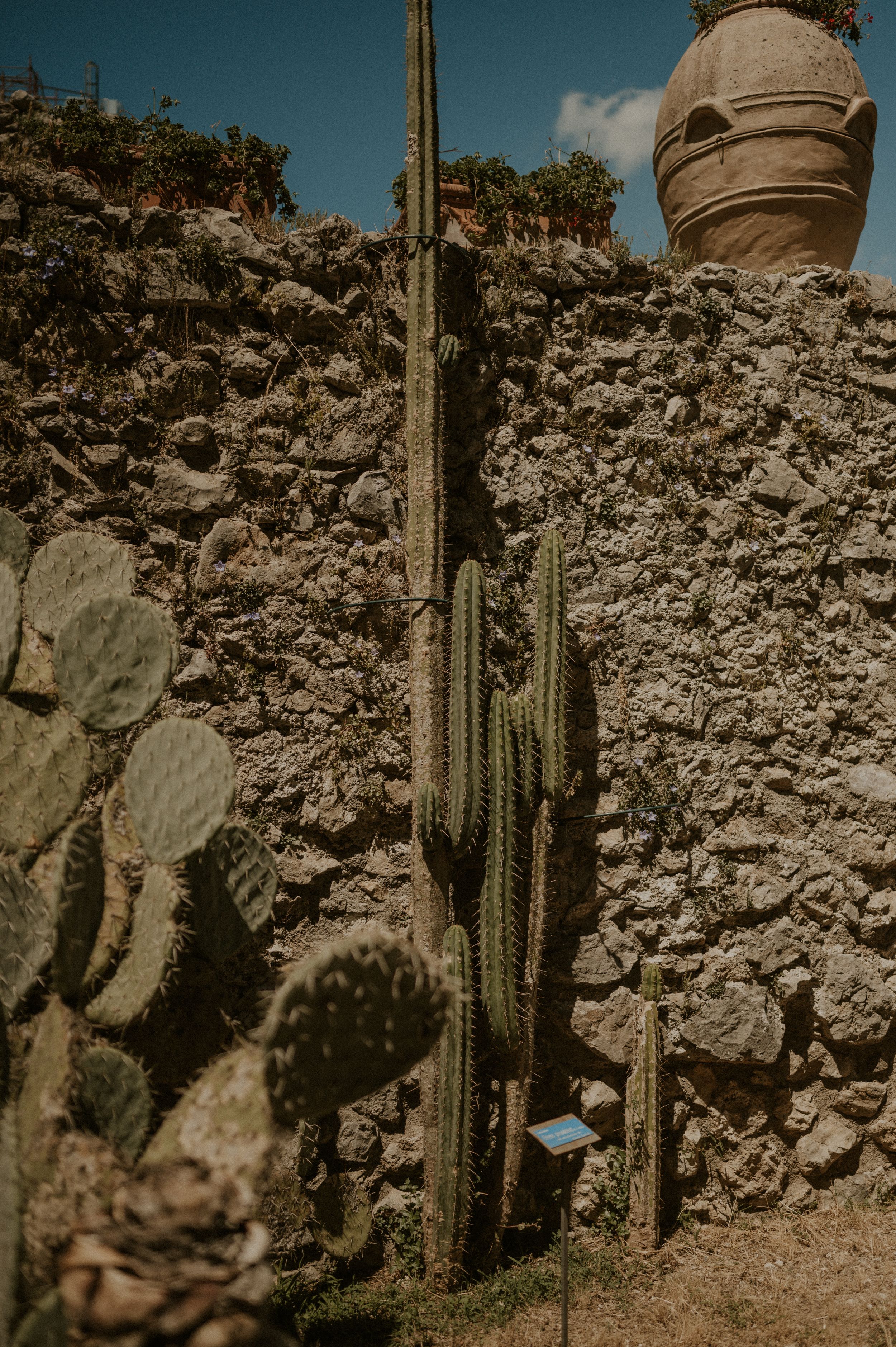 Tall desert cacti growing against a weathered stone wall with ceramic pottery.