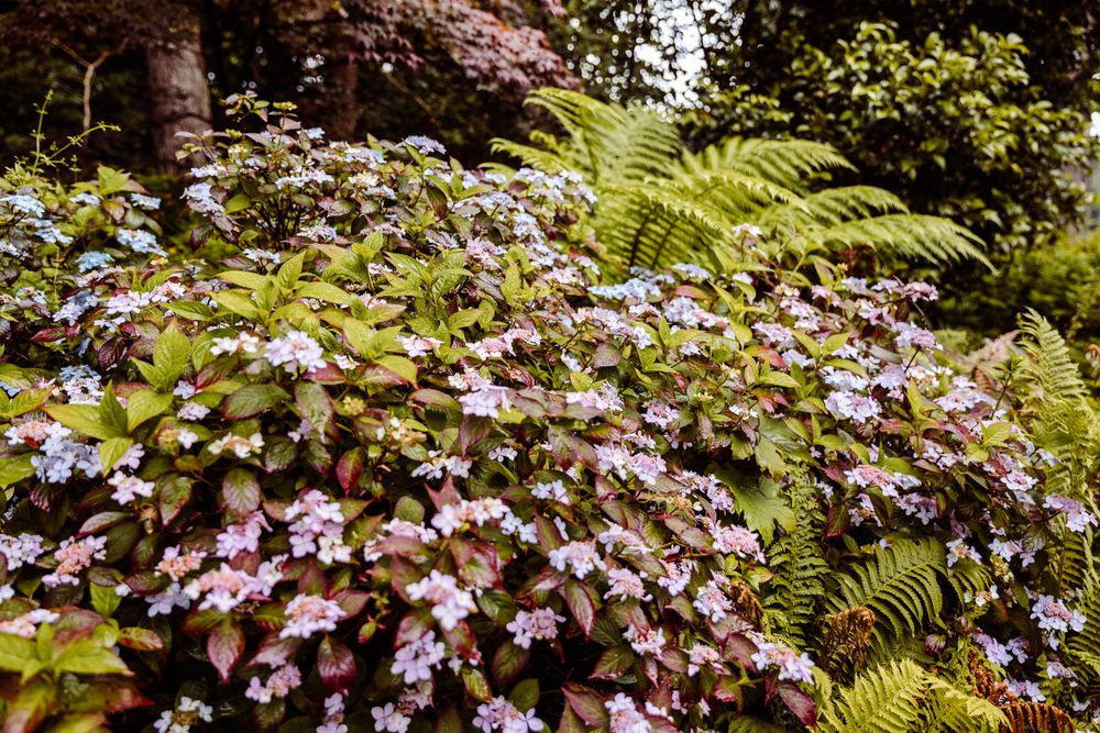 Pink hydrangeas and ferns create a lush garden landscape.