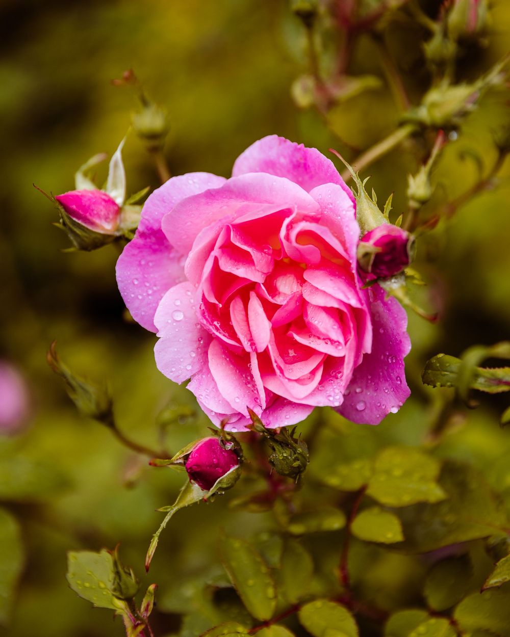 Dewy pink rose with water droplets and buds against blurred green background.