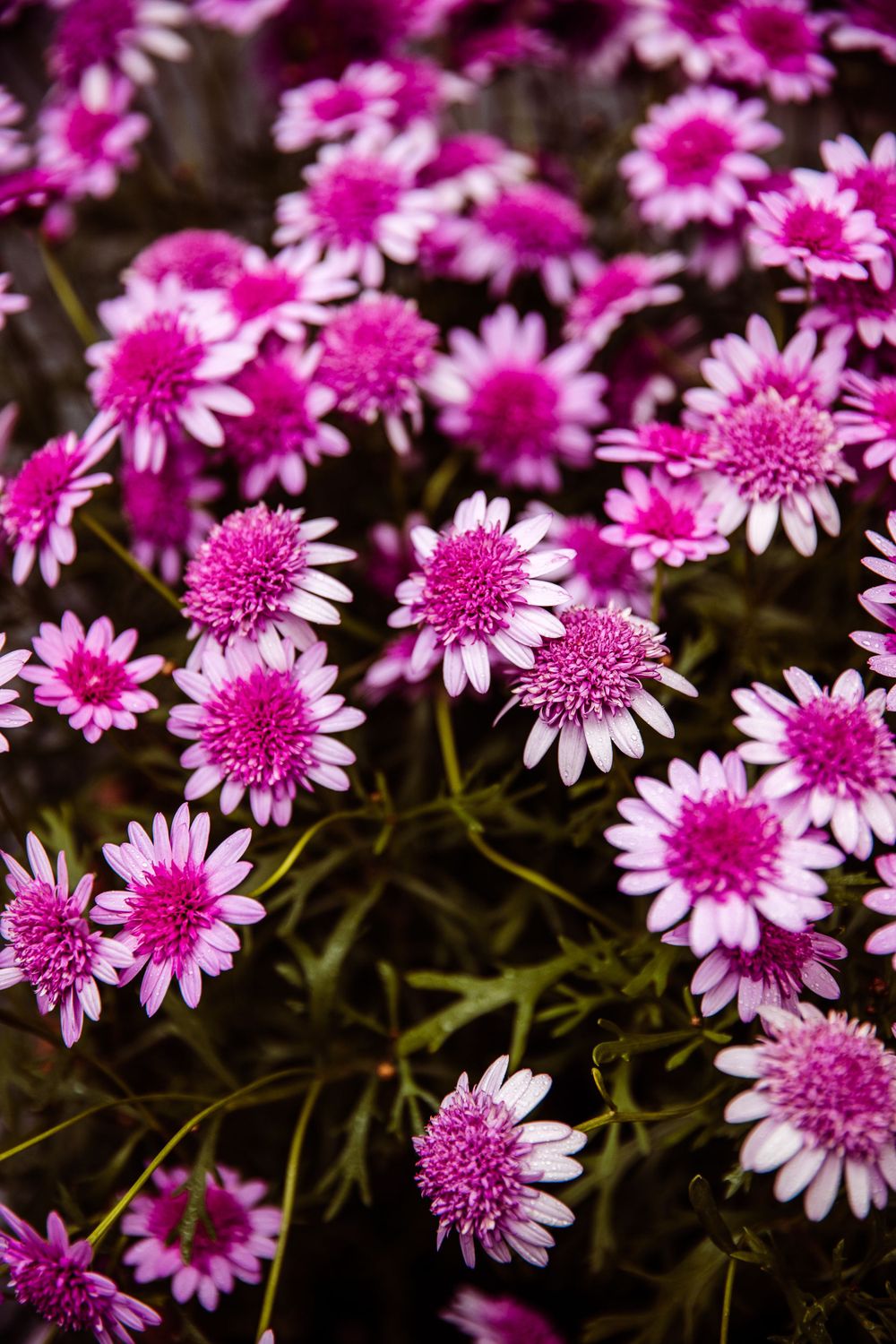 Cluster of bright pink and white daisy flowers in full bloom.