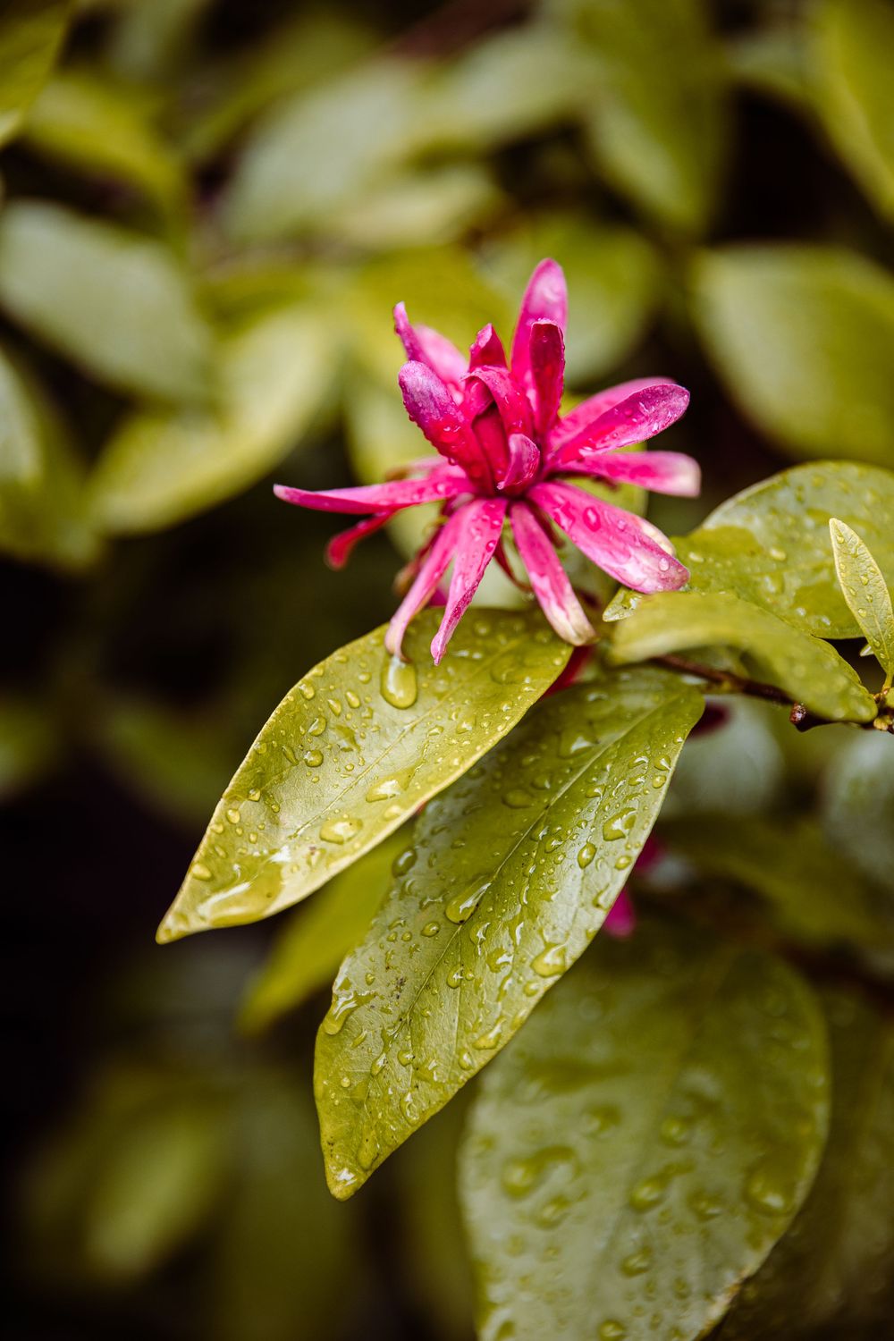 Vibrant pink tropical flower with water droplets on green leaves.