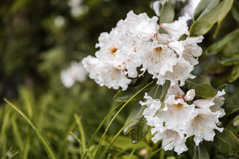 Delicate white rhododendron flowers blooming in soft focus garden setting.
