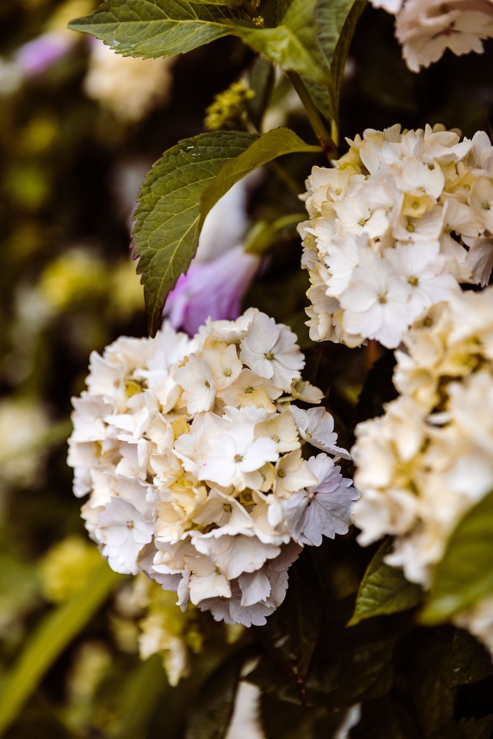 Cluster of white hydrangea blooms with green leaves in natural garden setting.
