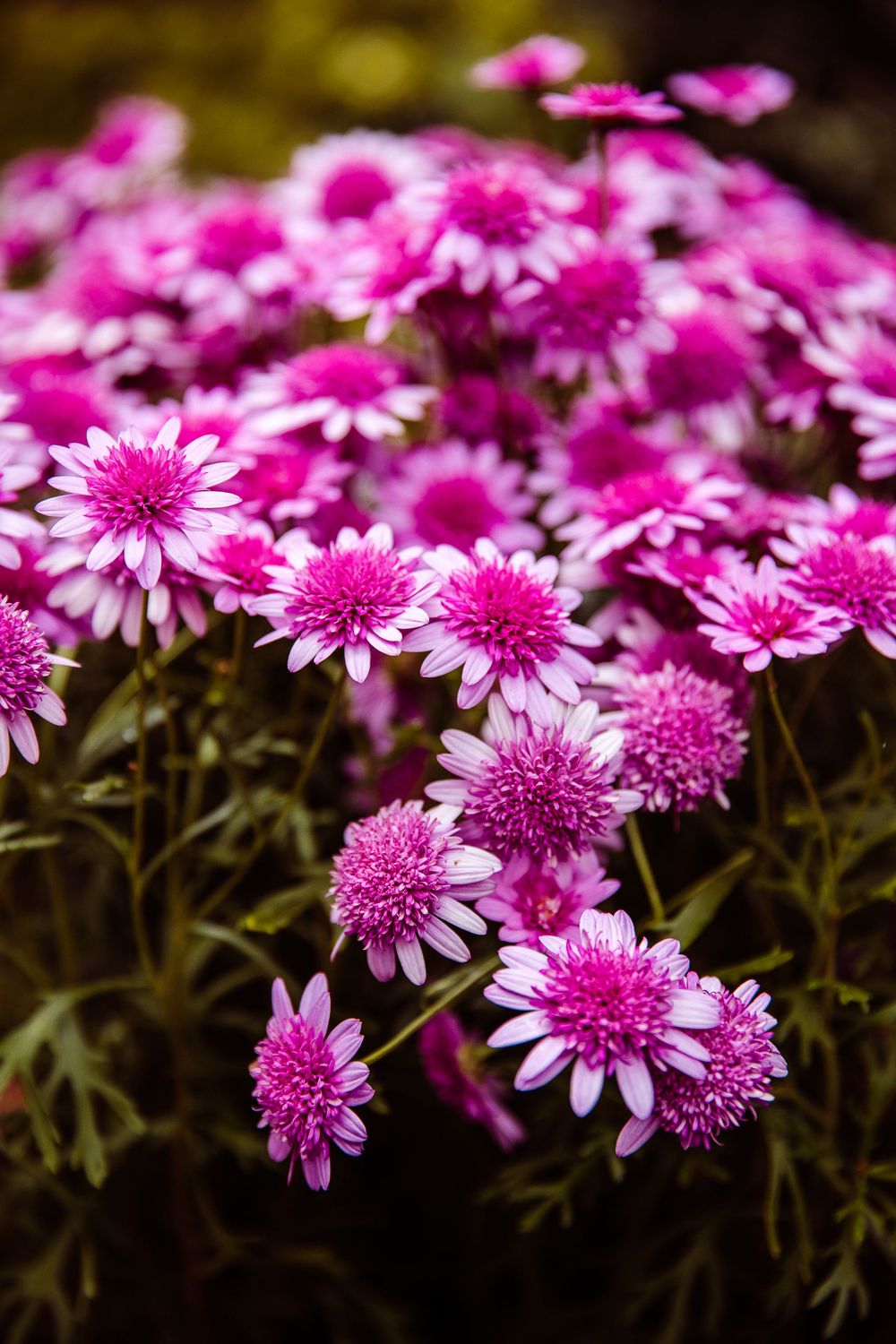 Close-up of vibrant pink daisies with white petals growing in a garden.