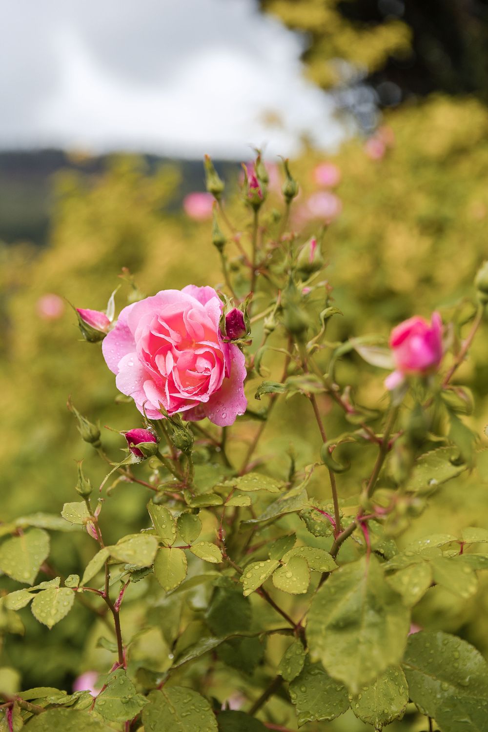 Pink garden rose in bloom against blurred yellow summer background.