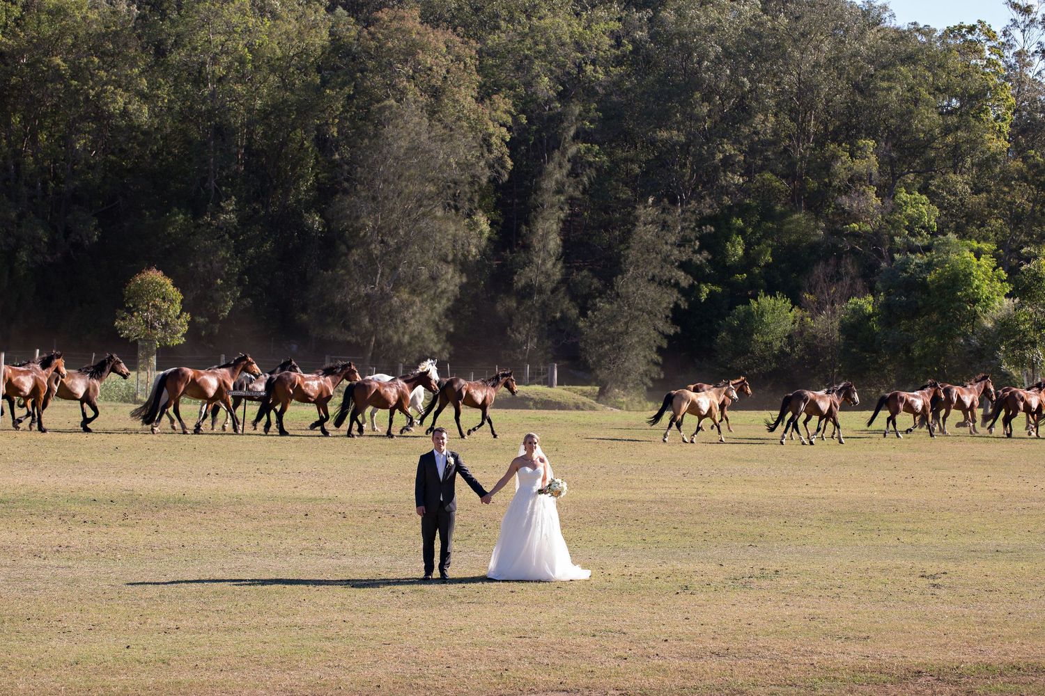 Country wedding, Bride & Groom stand holding hands in a field, horses stampede in the background.