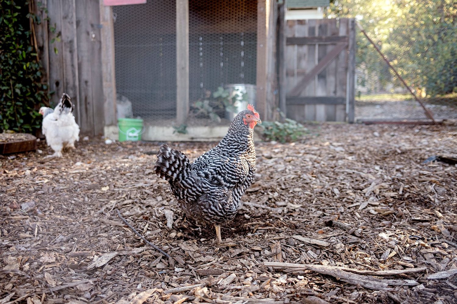 A hen in a chicken coop