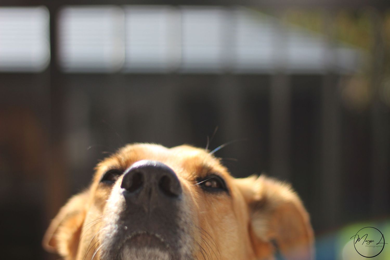Close-up of a golden colored dog's nose and eyes in soft focus.