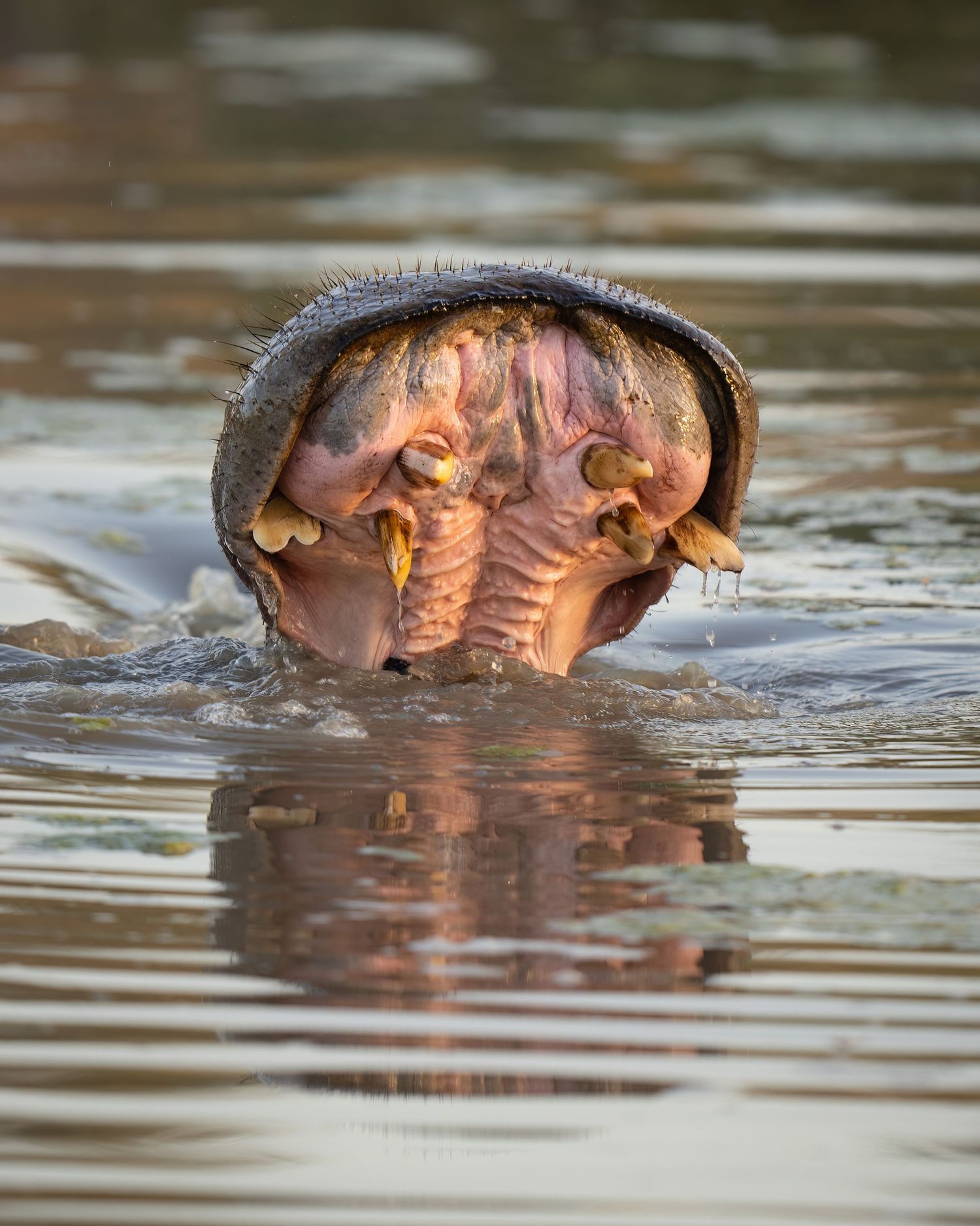 Hippopotamus swimming in murky water with nostrils and eyes visible above the surface.