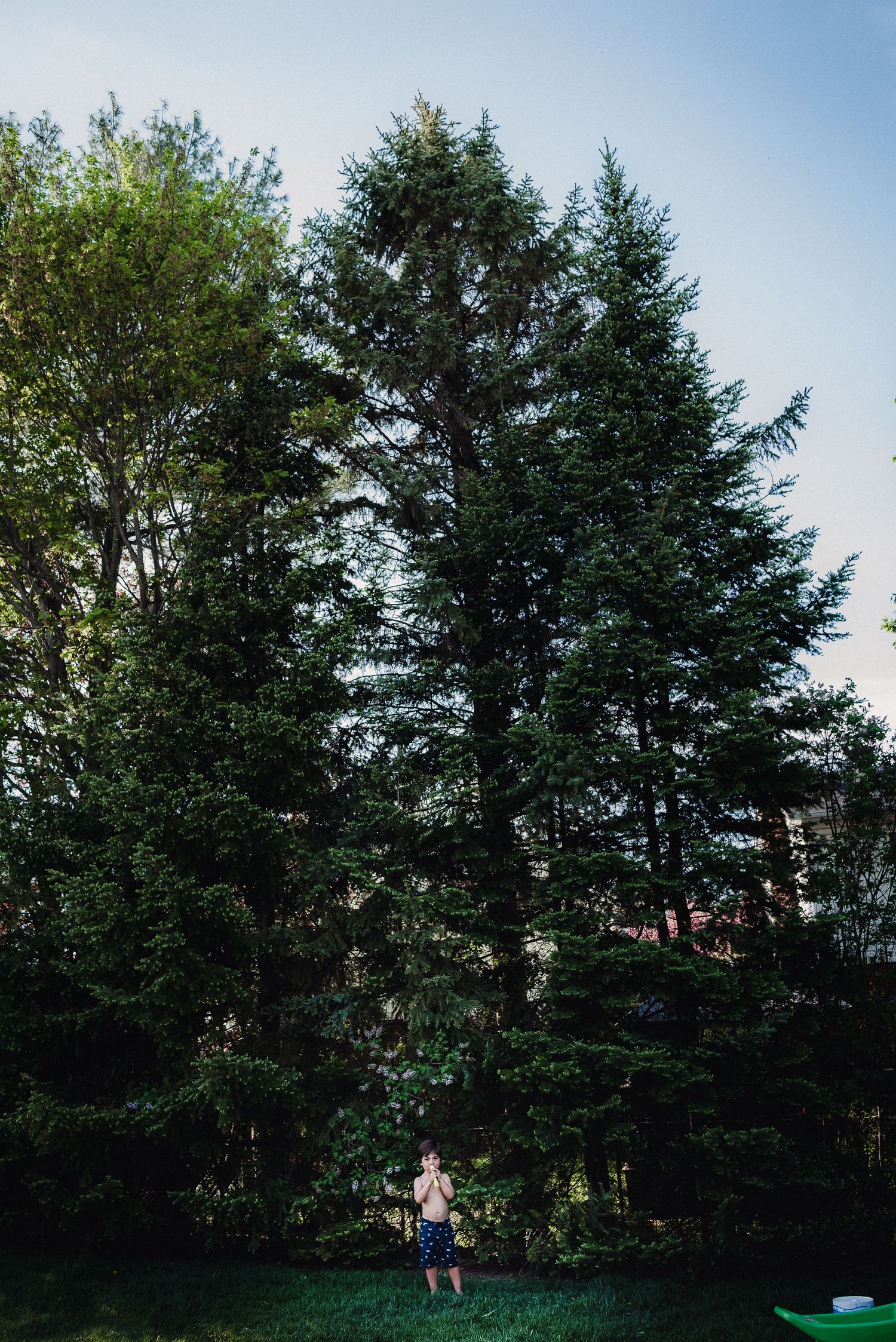 Colour image of a little boy standing in front of very tall  pine trees.