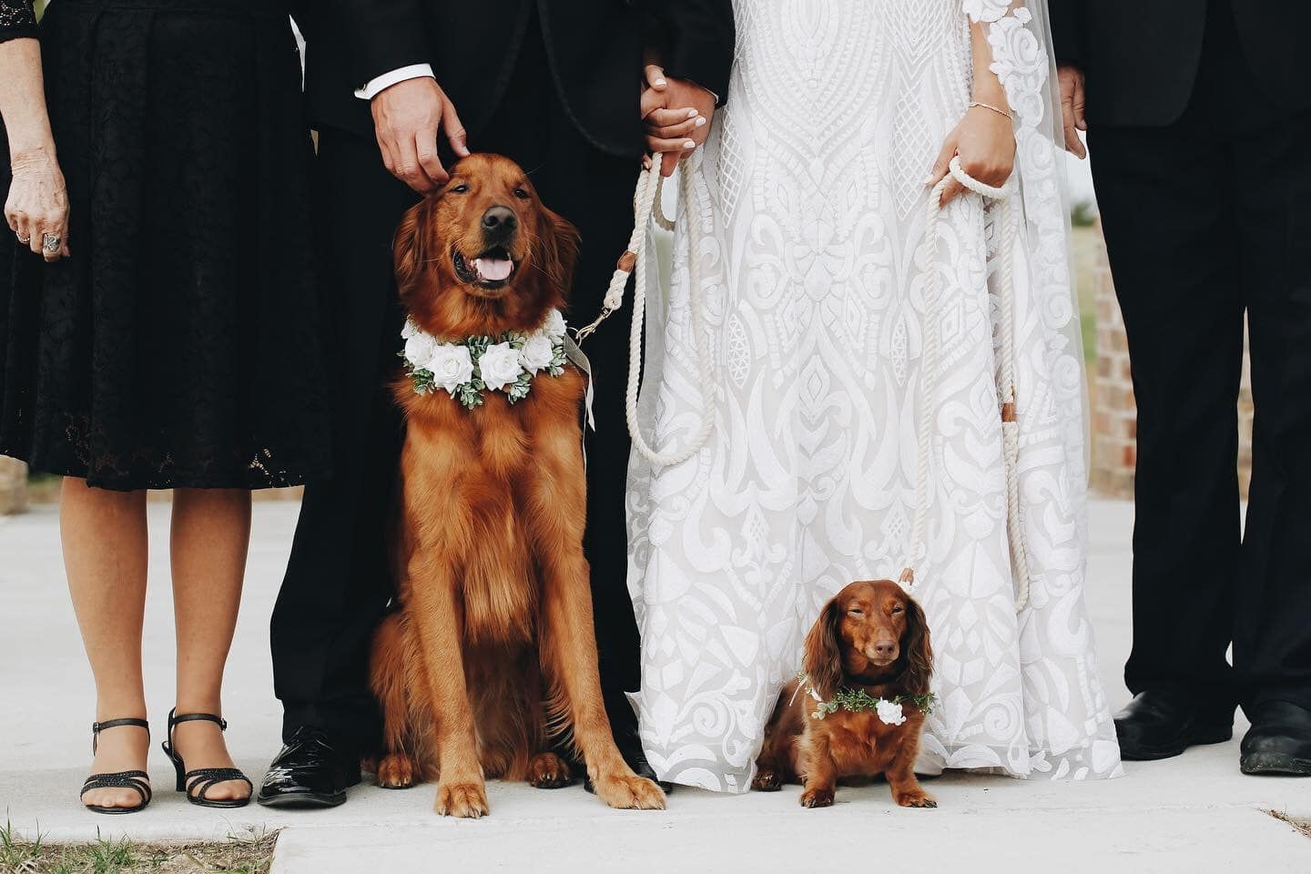 Golden retriever and dachshund wearing floral collars pose with wedding party.