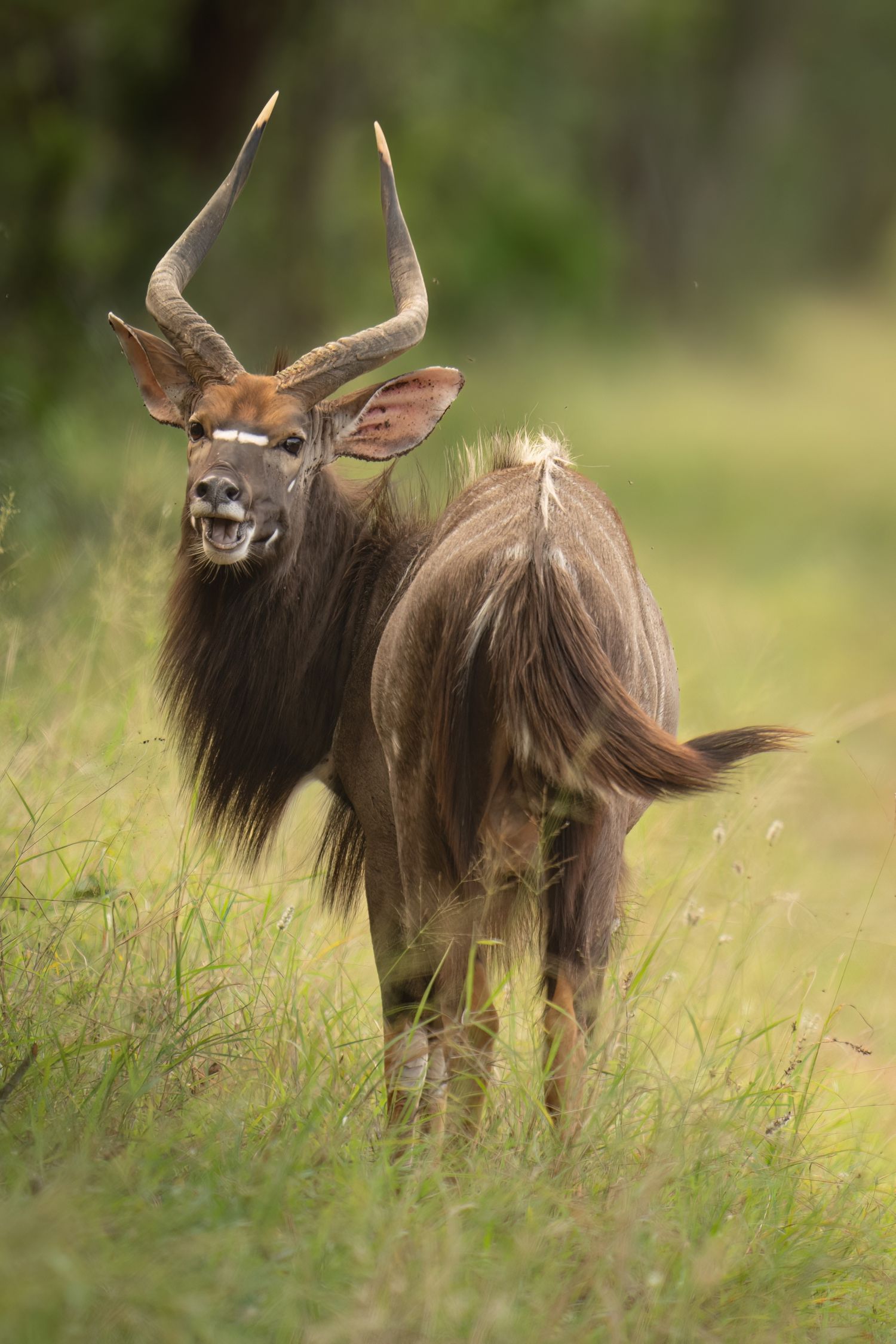 A nyala antelope grazing in tall grass with distinctive horns and markings.