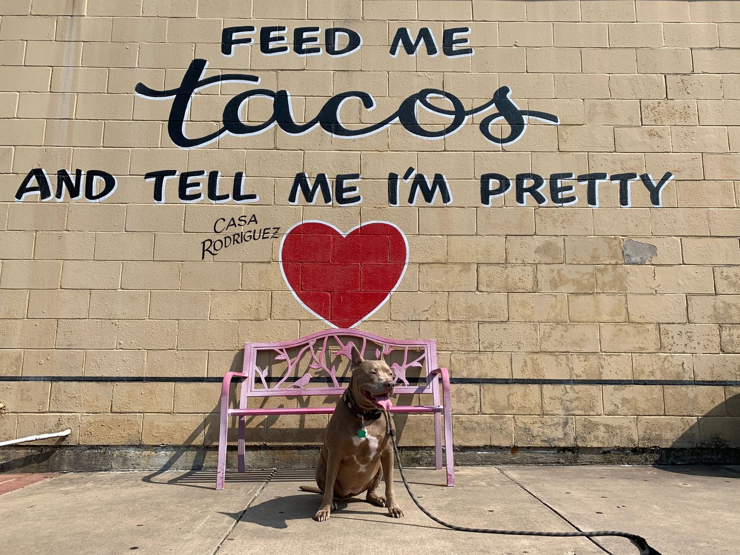 Brown dog sitting under wall mural that reads Feed Me Tacos and Tell Me Im Pretty.