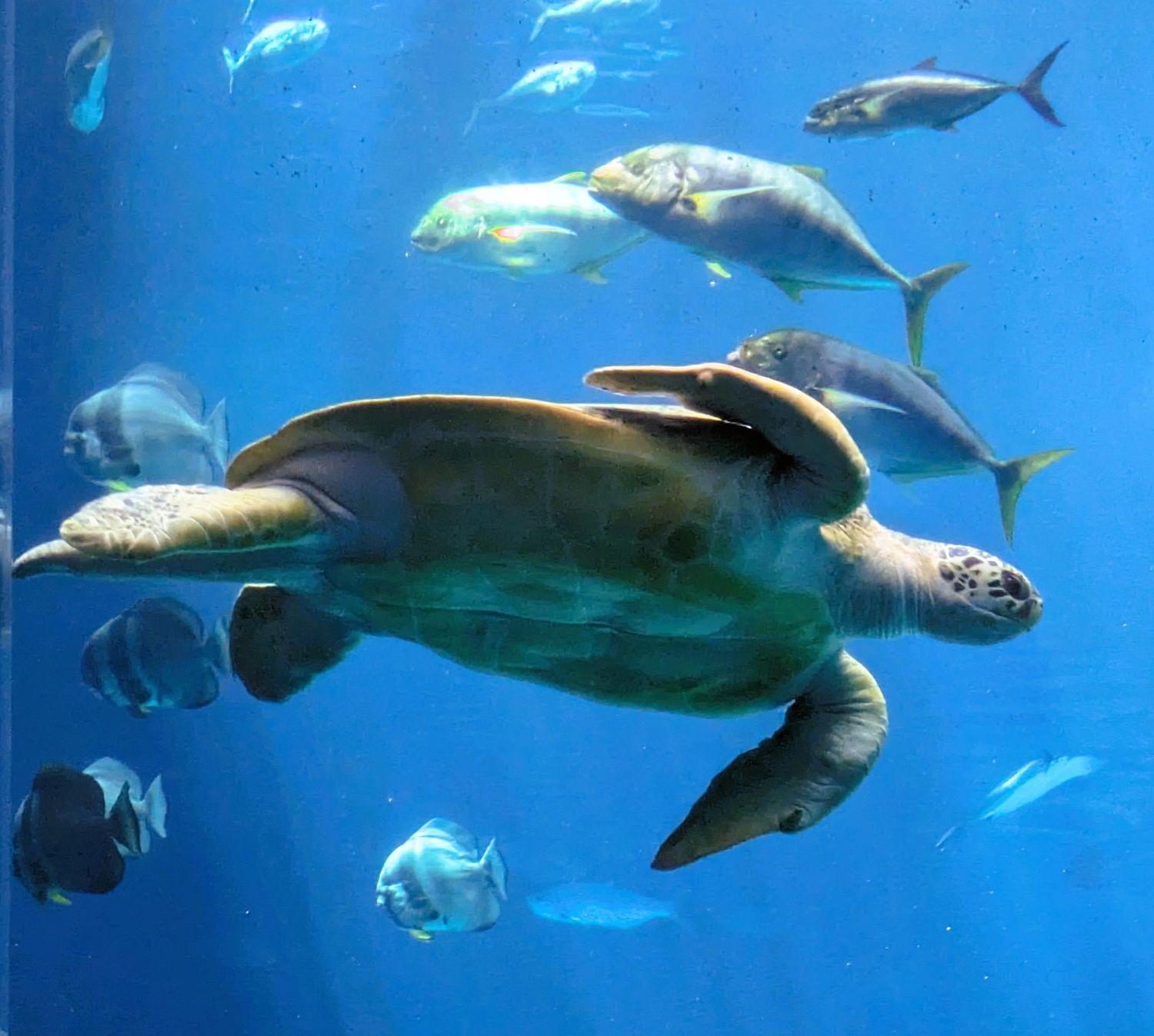 Tank the 500 lb green sea turtle at Georgia Aquarium