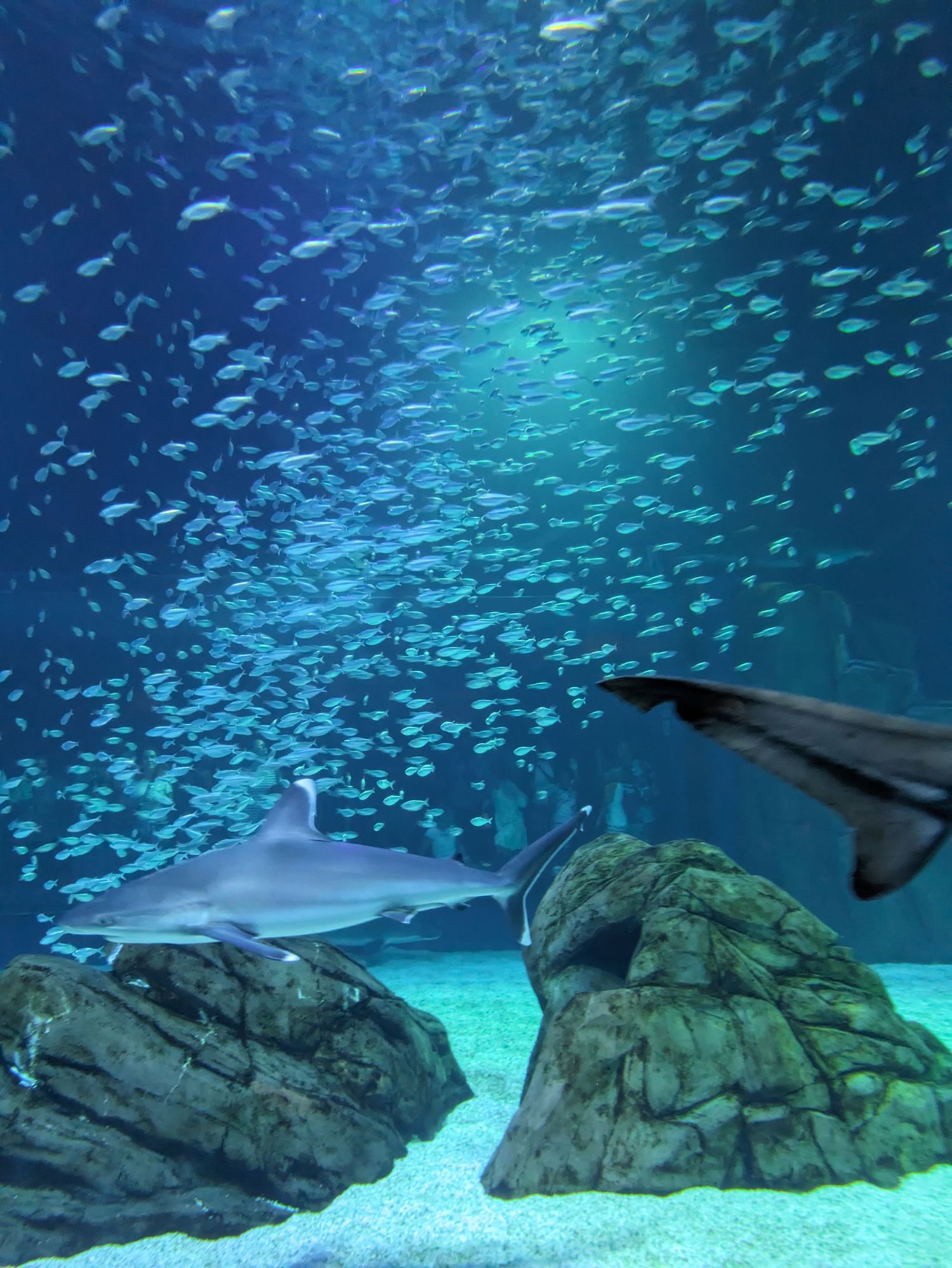 Sharks & fish at Georgia Aquarium