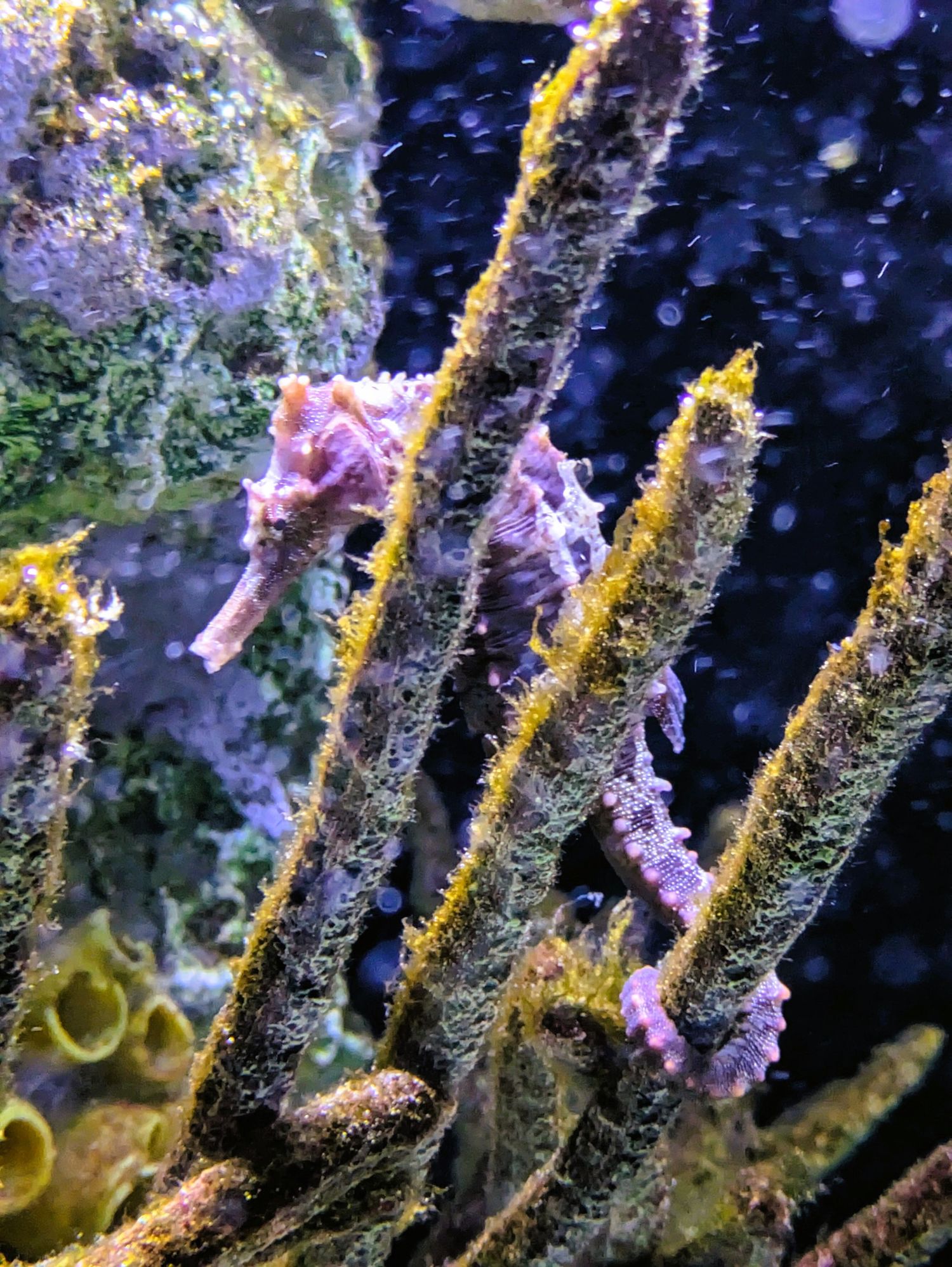 Seahorse at Cox Science Center & Aquarium in West Palm Beach