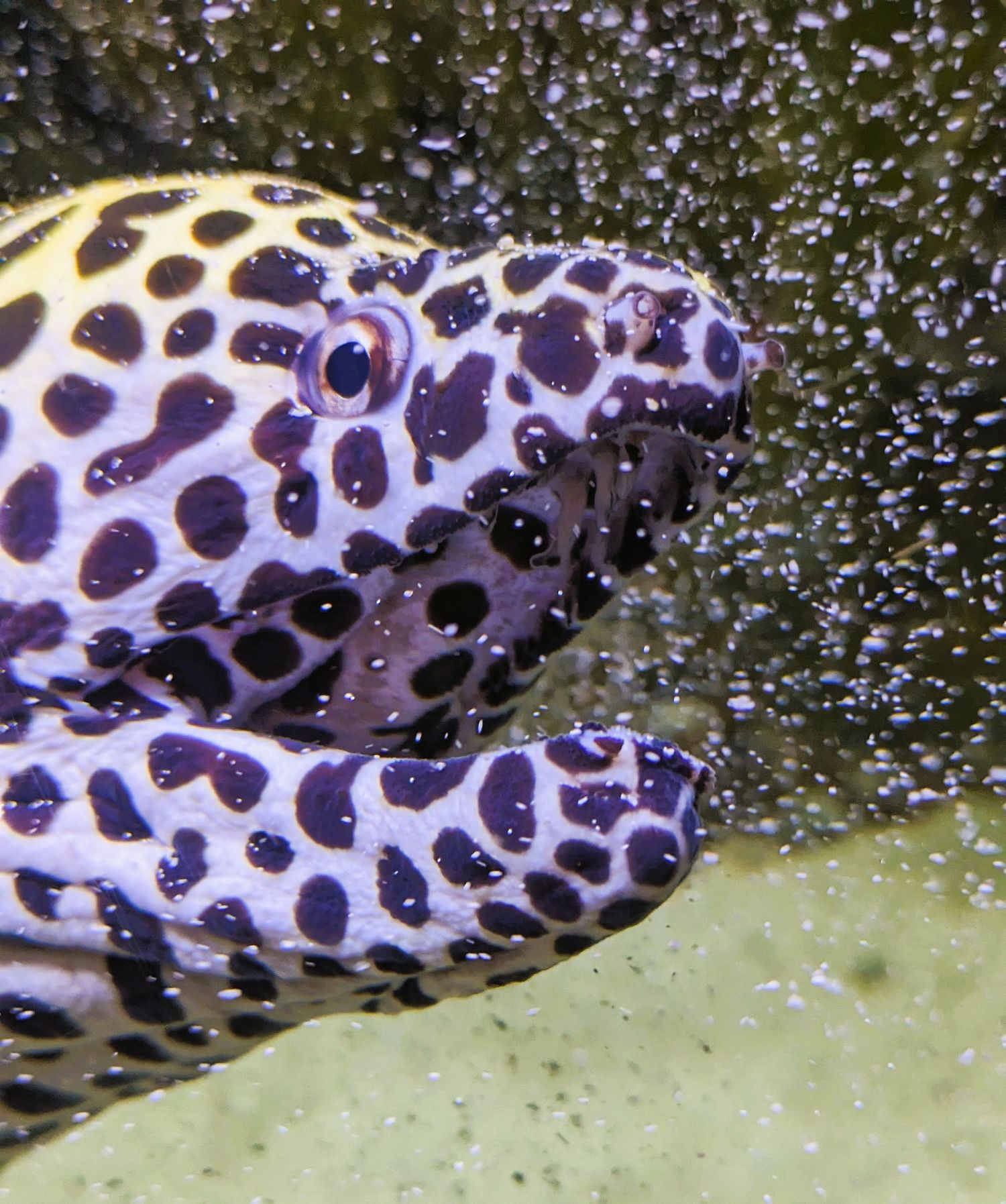 Black & white spotted moray eel at Cox Science Center & Aquarium in West Palm Beach