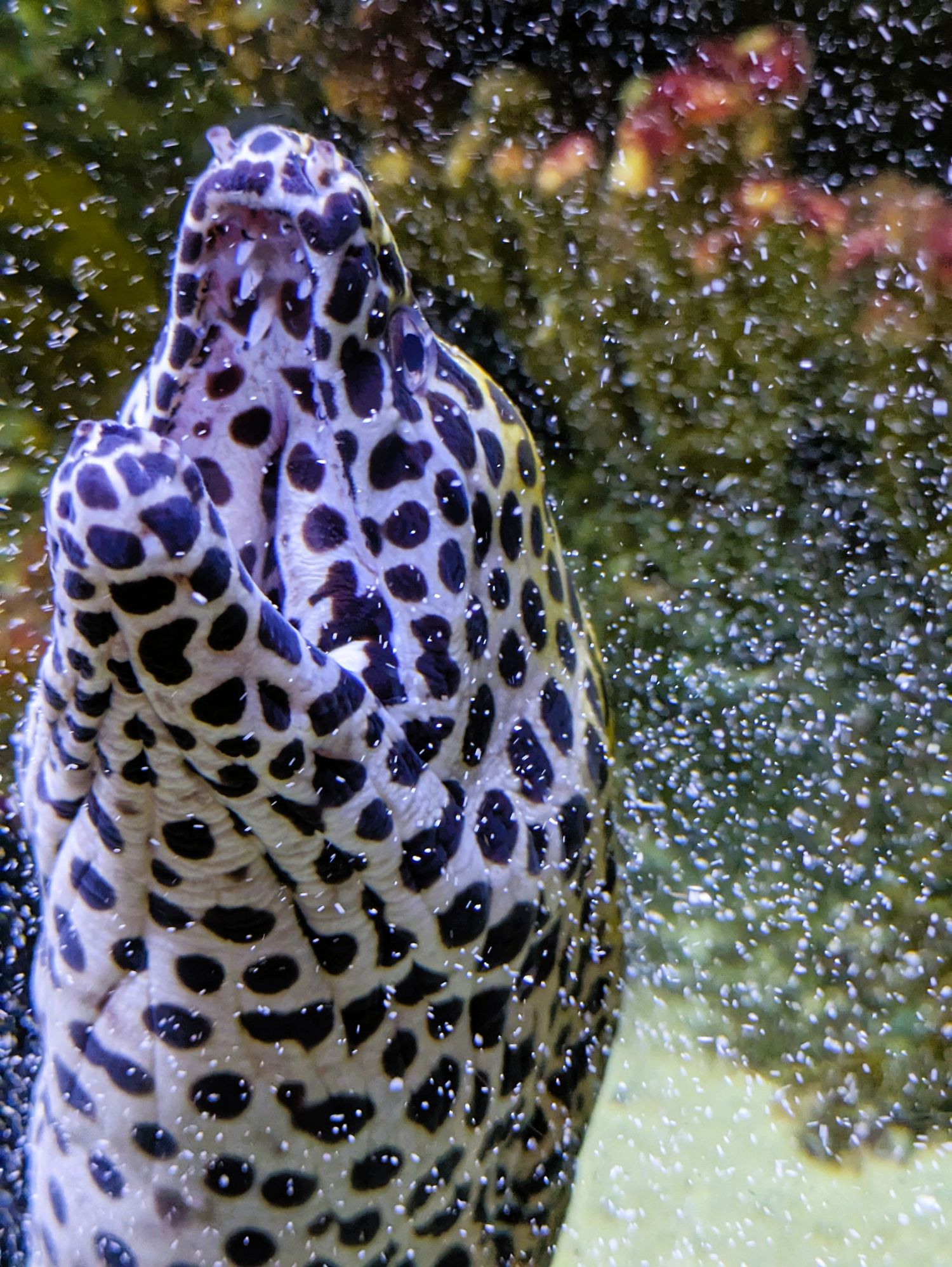 Black & white spotted moray eel at Cox Science Center & Aquarium in West Palm Beach