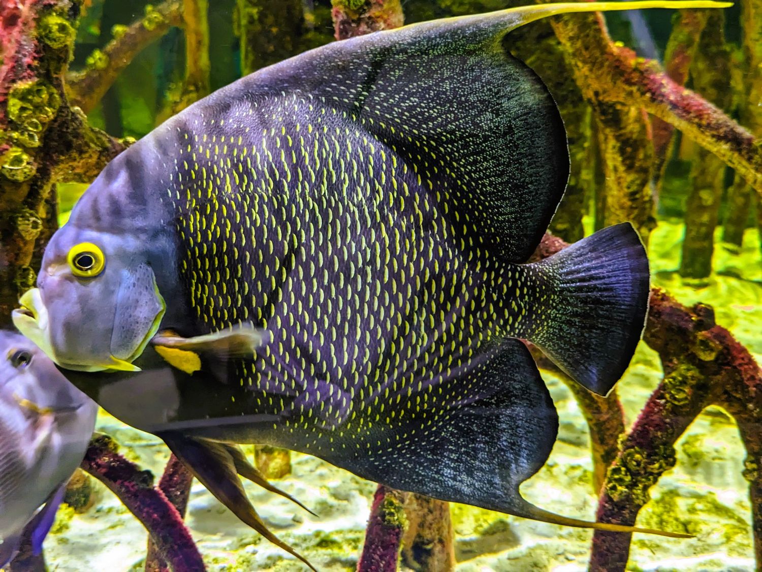 Tropical fish at Cox Science Center & Aquarium in West Palm Beach