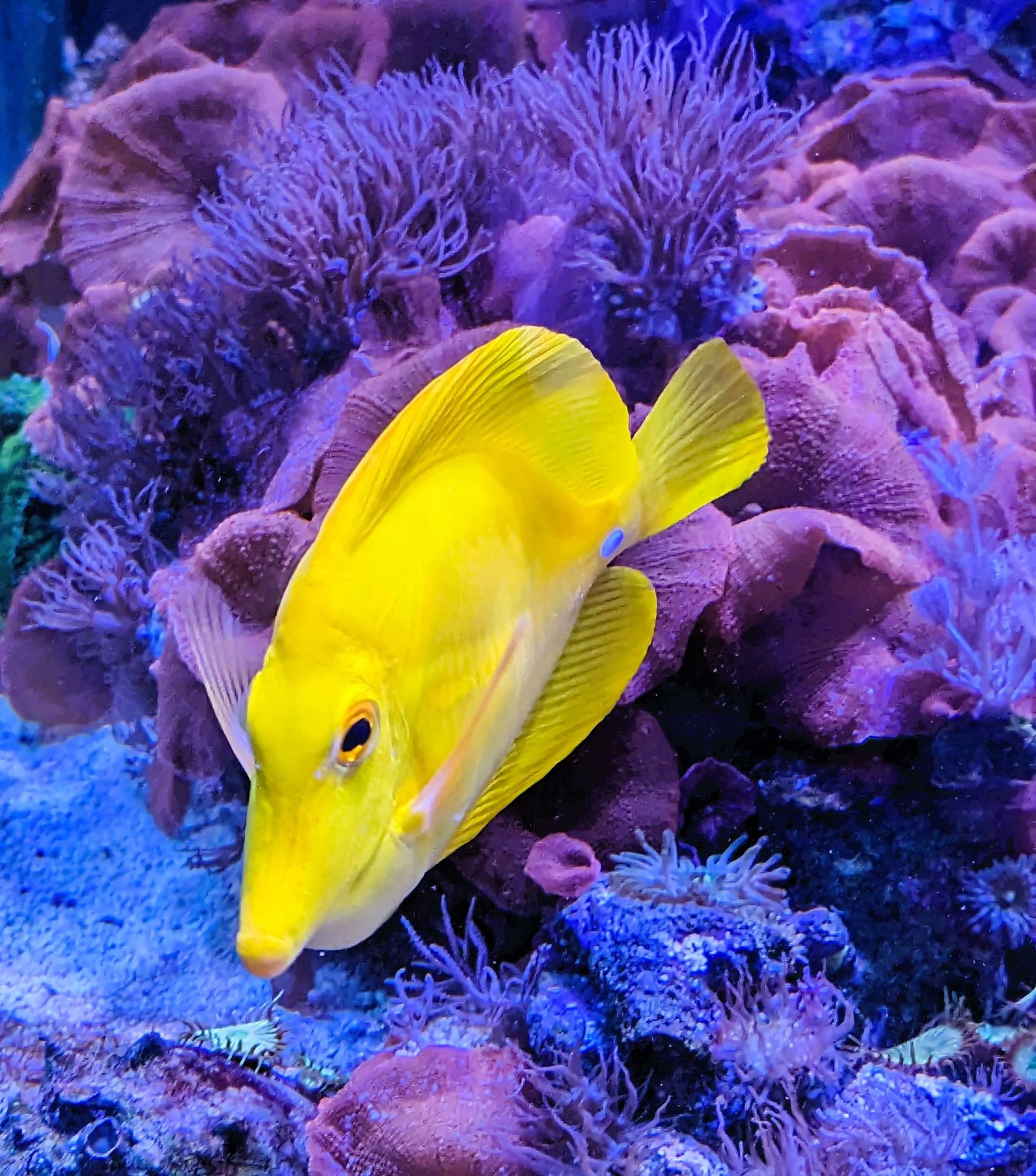 Tropical fish at Cox Science Center & Aquarium in West Palm Beach