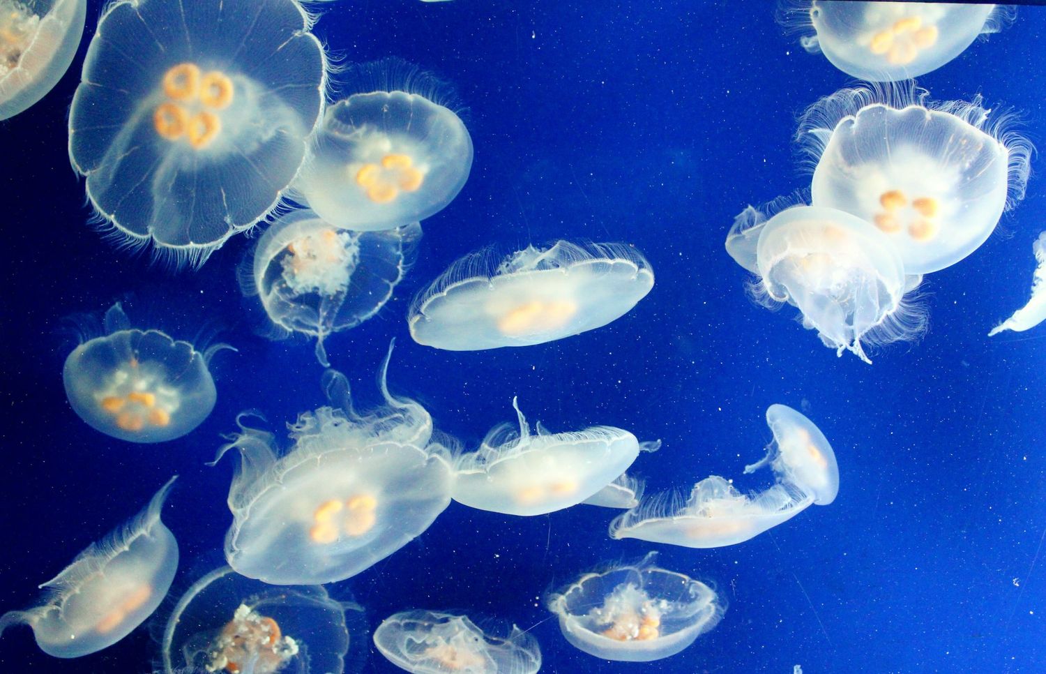 Jammin' With The Jellies