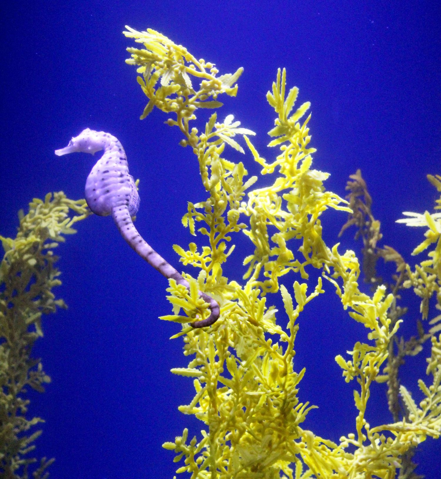 Seahorse